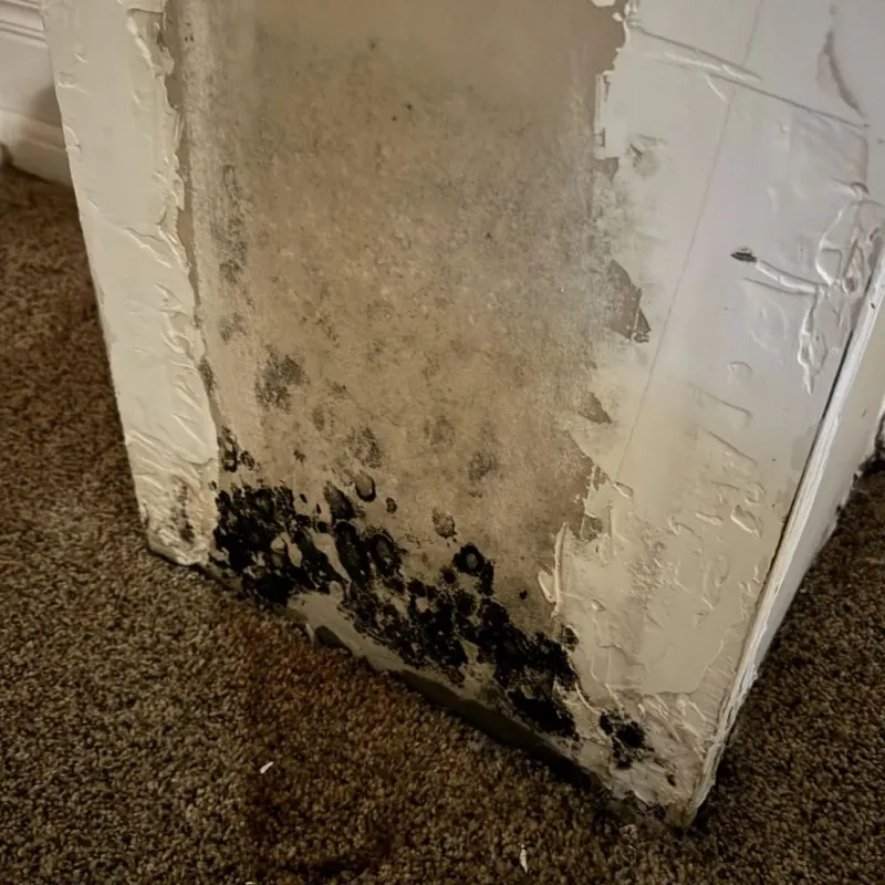 Professional Mold Removal in West Point, NE